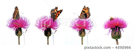 butterfly on flower butterfly on flower 4898966