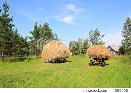 stack hay near pine wood stack hay near pine wood 4899008