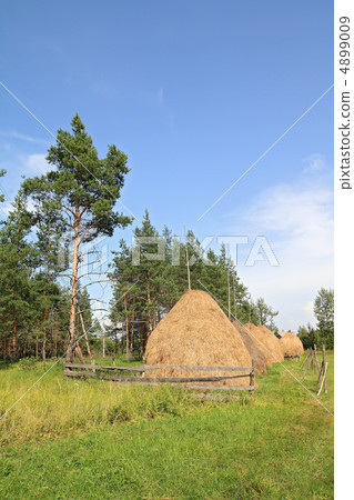 stack hay near pine wood stack hay near pine wood 4899009