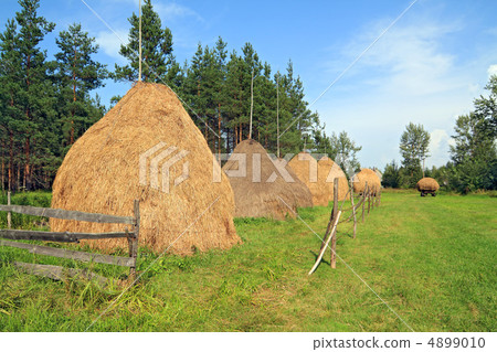 stack hay near pine wood stack hay near pine wood 4899010
