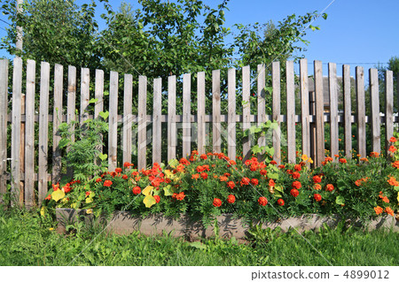 flowerses near old rural fence 4899012