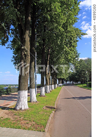 tree in park 4899160