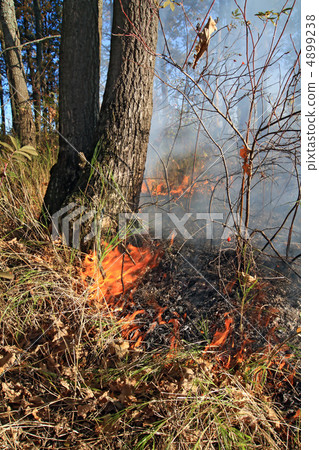 fire in wood 4899238