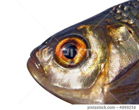 head roech on white background head roech on white background 4899258