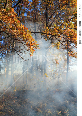 fire in wood 4899328