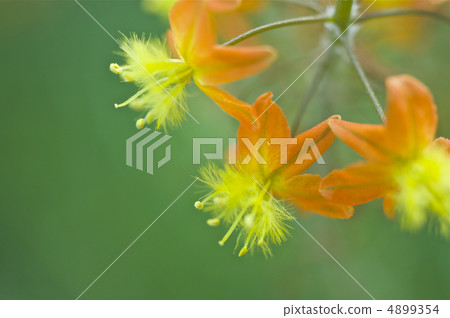 花蘆薈花 花蘆薈花 4899354