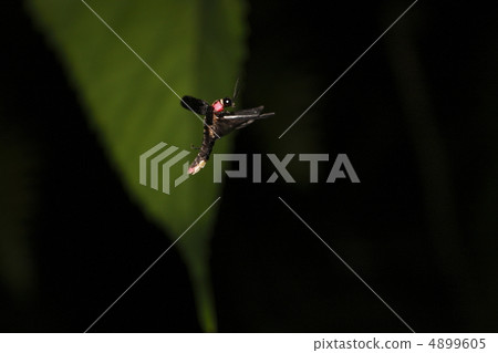 源氏螢火蟲 源氏螢火蟲 4899605