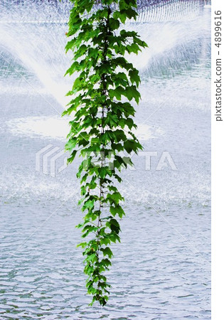 在噴泉飛濺前的夏天常春藤垂直位置滴下 在噴泉飛濺前的夏天常春藤垂直位置滴下 4899616