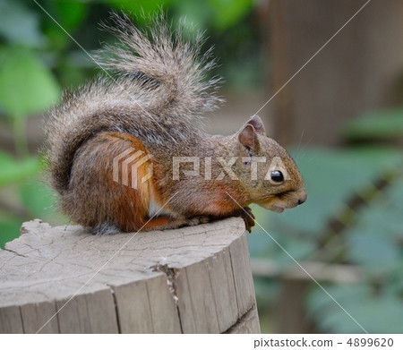 武藏野市Inoko動物園的Nihonris 4899620