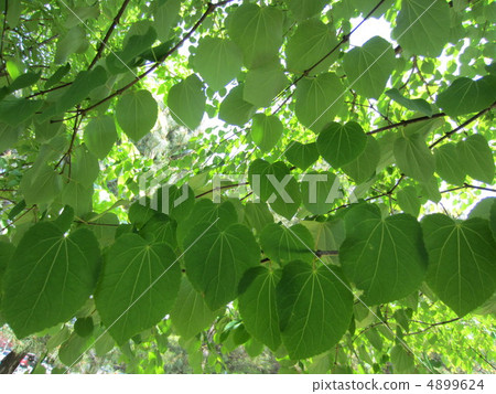 襯裡的葉子 4899624