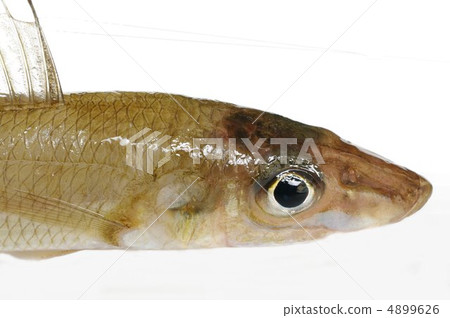 蔥(頭頂視圖) 蔥(頭頂視圖) 4899626