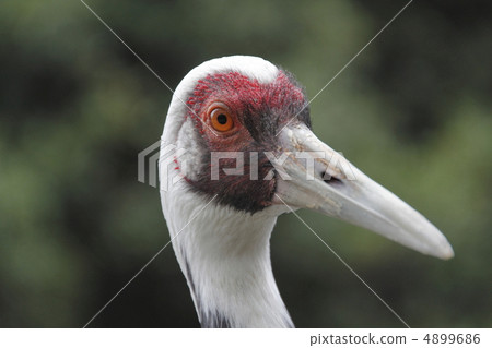 Mana crane Makoto crane 4899686