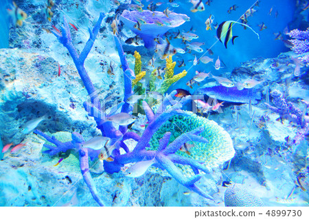 Healing tropical fish Healing tropical fish 4899730