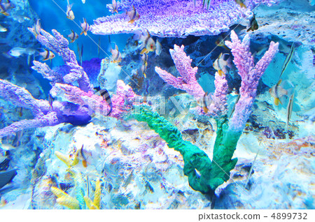 Healing tropical fish Healing tropical fish 4899732