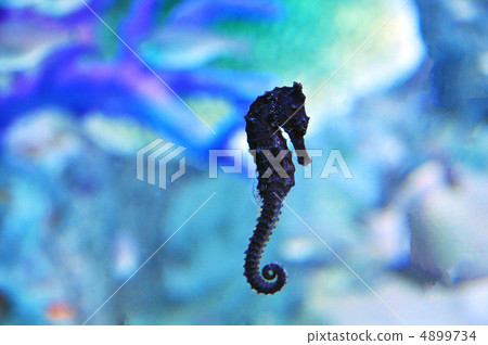 Healing tropical fish Healing tropical fish 4899734