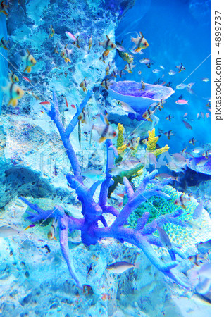 Healing tropical fish Healing tropical fish 4899737