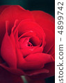 玫瑰花 玫瑰 花朵 4899742