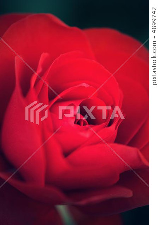 rose, bloom, blossom 4899742