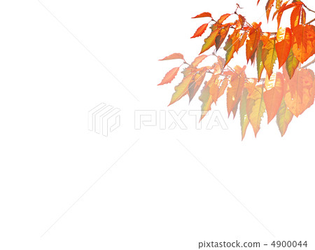 Cherry Blossoms in Autumn 4900044