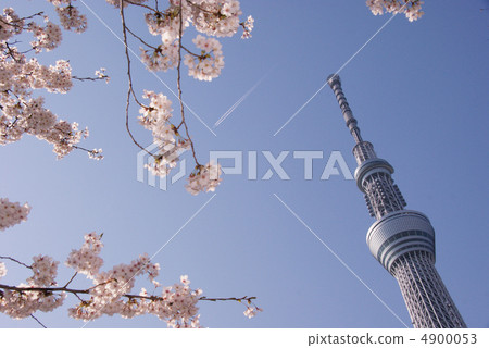 Tokyo Sky Tree and cherry blossoms and airplane clouds 4900053