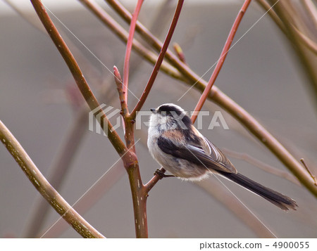 長尾山雀 4900055
