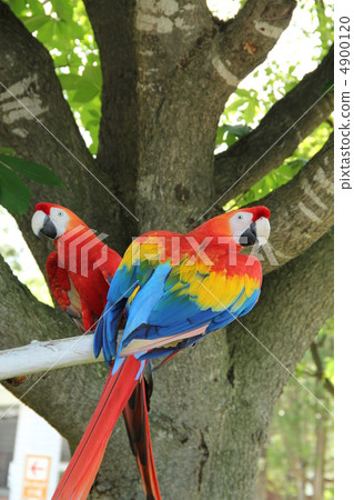 Scarlet macaw 4900120