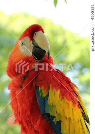 Scarlet macaw Scarlet macaw 4900121