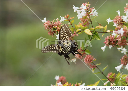 Swallowtail 4900184