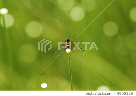 Hatcheron bamboo that sticks to Siratama Los Angeles ♀ 4900186