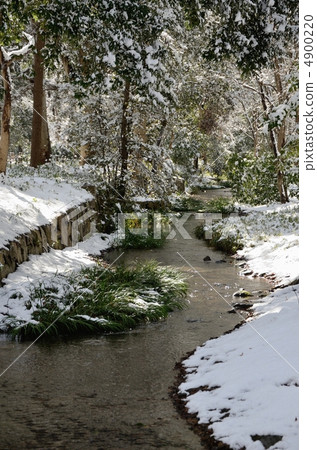 Shimogamo Shrine in Snow, Forest of Sorrow 4900220