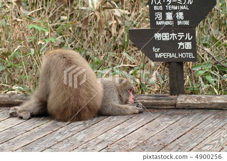 Kamikochi wild monkey 4900256