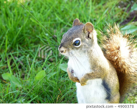 美國Akaris 美國Akaris 4900378