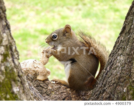 美國Akaris 4900379