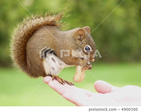 America Akaris 4900380