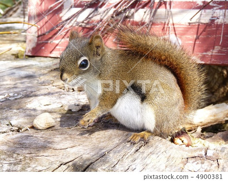 美國Akaris 美國Akaris 4900381