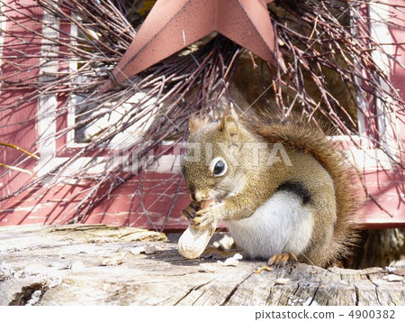 美國Akaris 4900382