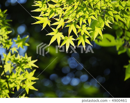 Fresh green of Iohamomoji Fresh green of Iohamomoji 4900461