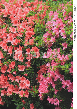 Flower view color early summer garden Satsuki Flower view color early summer garden Satsuki 4900646