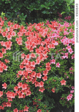 花視圖顏色初夏花園小月 花視圖顏色初夏花園小月 4900649