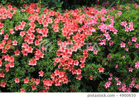 花視圖顏色初夏花園小月 花視圖顏色初夏花園小月 4900650