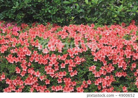 Flower view color early summer garden Satsuki 4900652