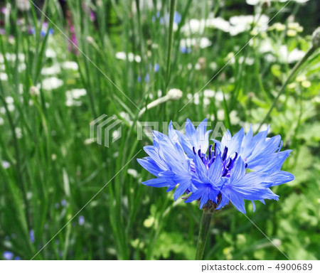 矢車菊 4900689