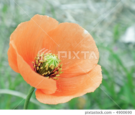 罌粟 4900690