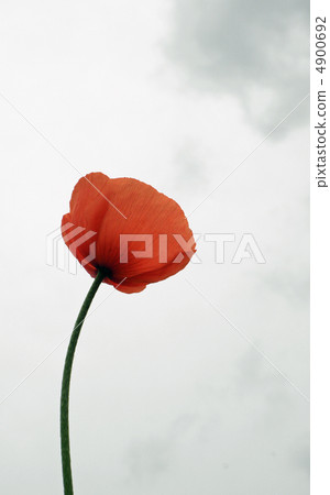 Hinagashi Hinagashi 4900692