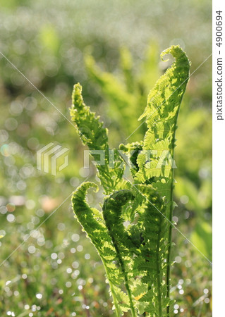 Native autograpy 4900694