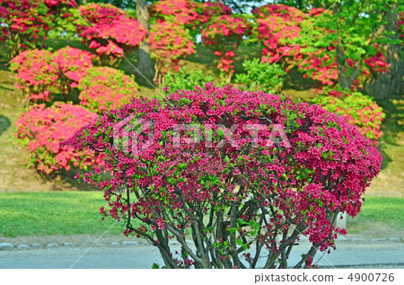 Azalea Azalea 4900726