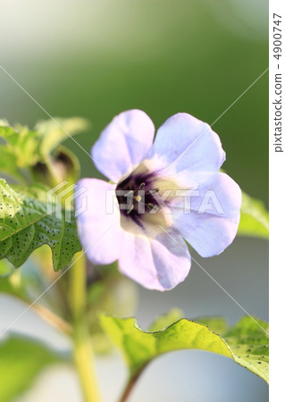 黑色的臉頰 黑色的臉頰 4900747