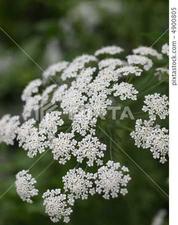 種族花卉鮮花 4900805