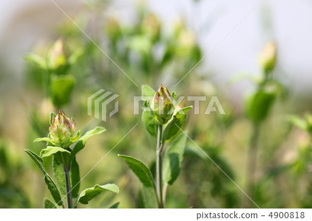 Sage's leaves and buds 2 4900818