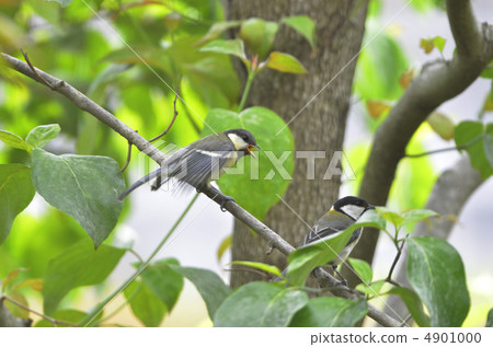 山雀的山雀 4901000